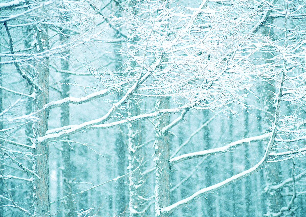 MIYOSHI WINTER