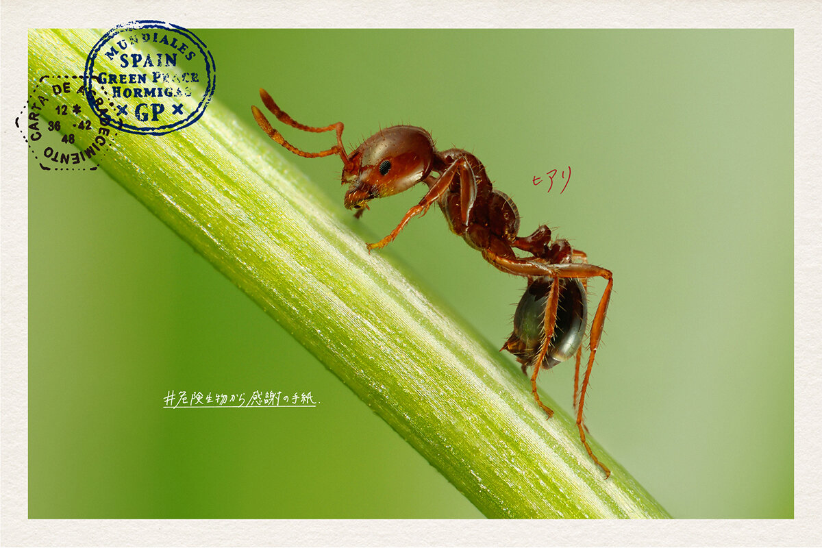 GREENPEACE BIG THANKS FROM DANGEROUS INVASIVE CREATURES