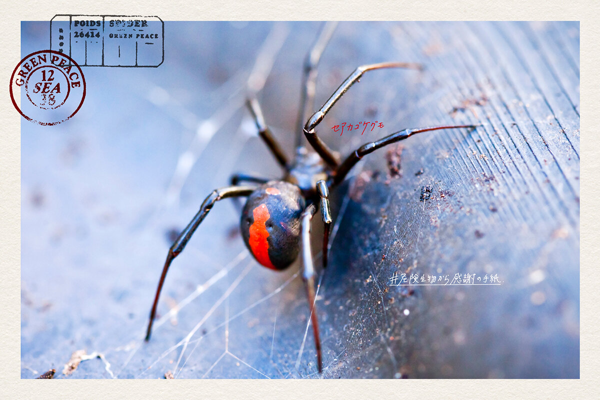 GREENPEACE BIG THANKS FROM DANGEROUS INVASIVE CREATURES